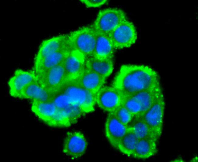 STAT4 Antibody in Immunocytochemistry (ICC/IF)