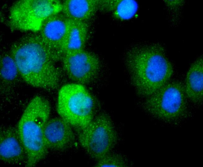 IL-1 beta Antibody in Immunocytochemistry (ICC/IF)