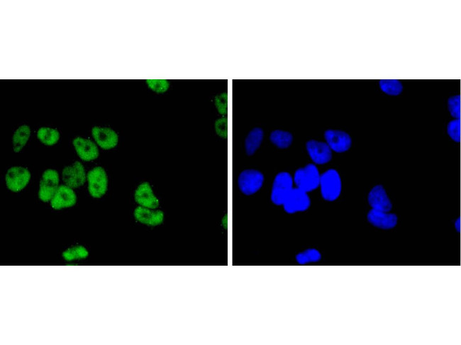 JunD Antibody in Immunocytochemistry (ICC/IF)