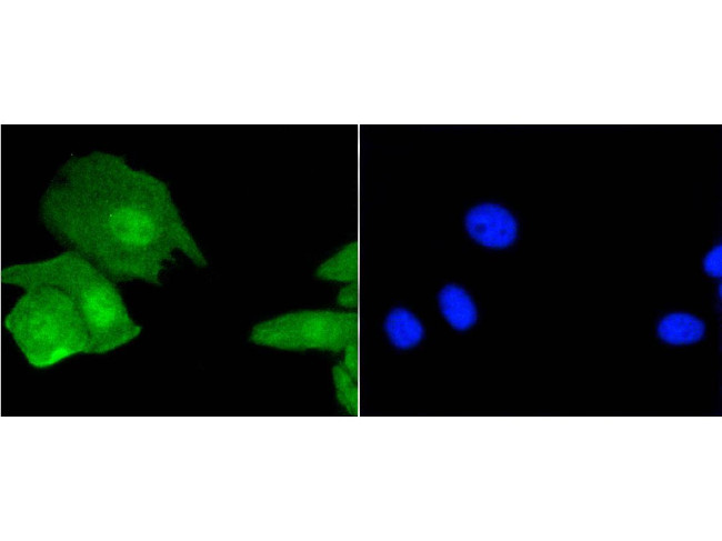 Histone H3.3 Antibody in Immunocytochemistry (ICC/IF)