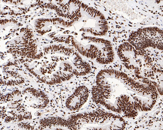 Histone H3.3 Antibody in Immunohistochemistry (Paraffin) (IHC (P))