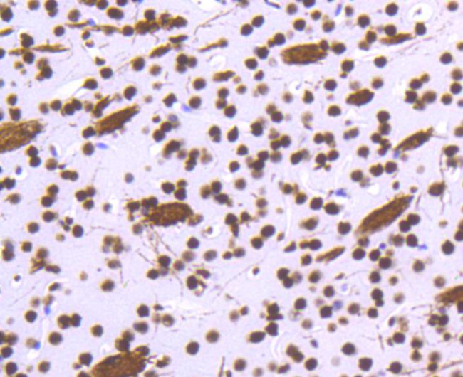 Histone H3.3 Antibody in Immunohistochemistry (Paraffin) (IHC (P))