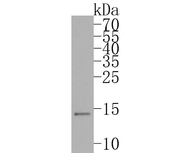 Histone H3.3 Antibody in Western Blot (WB)