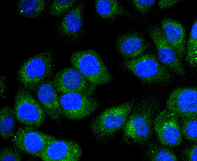 STAT6 Antibody in Immunocytochemistry (ICC/IF)