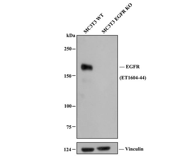 EGFR Antibody in Western Blot (WB)