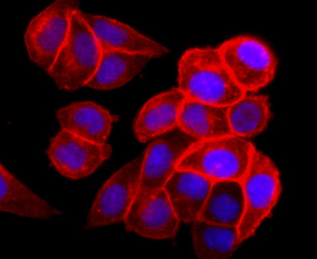 EGFR Antibody in Immunocytochemistry (ICC/IF)