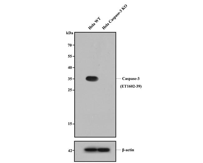 Caspase 3 Antibody in Western Blot (WB)