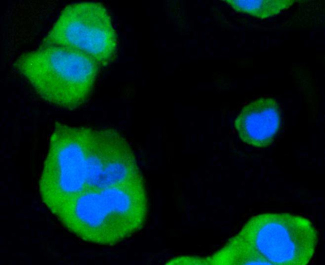 p38 MAPK alpha Antibody in Immunocytochemistry (ICC/IF)