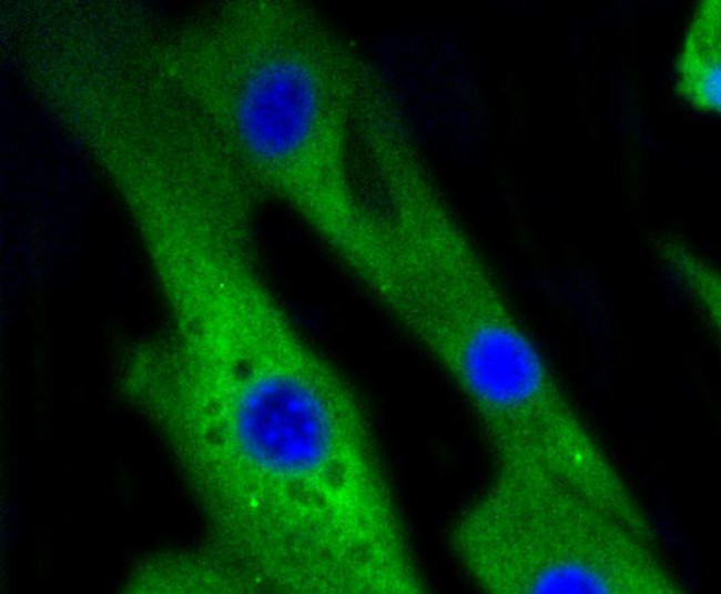 p38 MAPK alpha Antibody in Immunocytochemistry (ICC/IF)