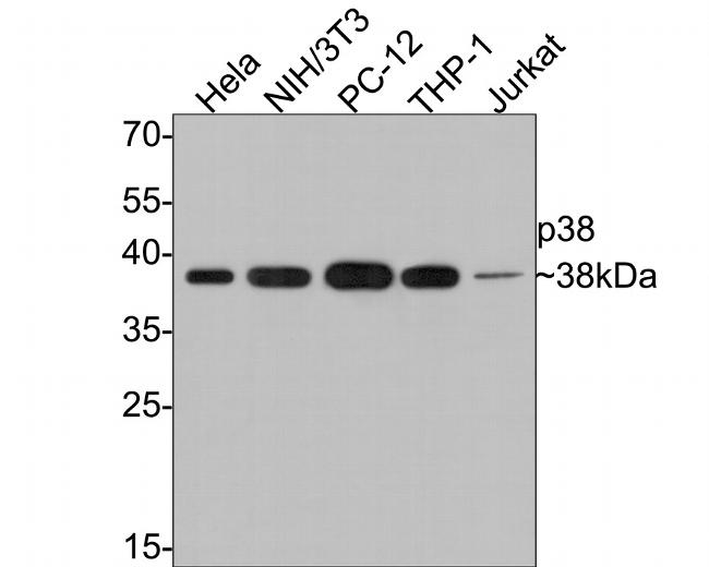 p38 MAPK alpha Antibody in Western Blot (WB)