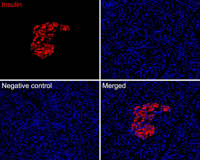 Insulin Antibody in Immunohistochemistry (Paraffin) (IHC (P))