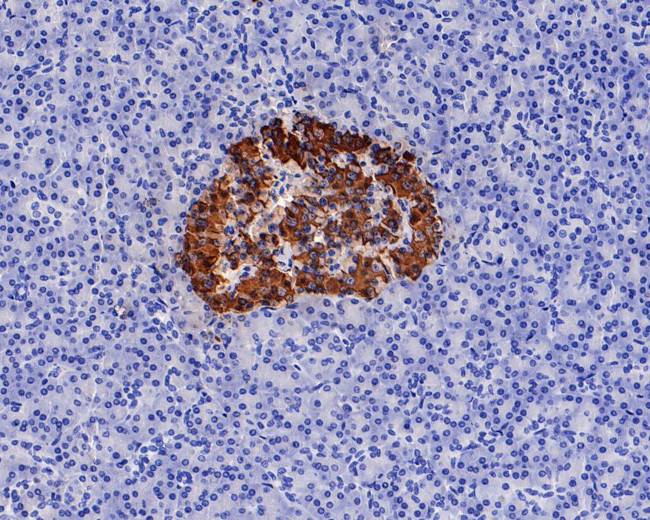 Insulin Antibody in Immunohistochemistry (Paraffin) (IHC (P))