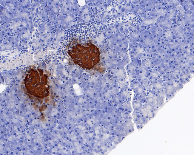 Insulin Antibody in Immunohistochemistry (Paraffin) (IHC (P))