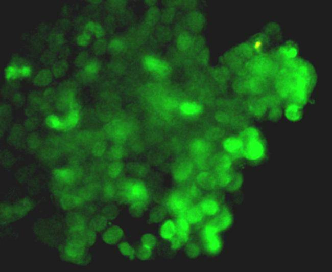 Cas9 Antibody in Immunocytochemistry (ICC/IF)