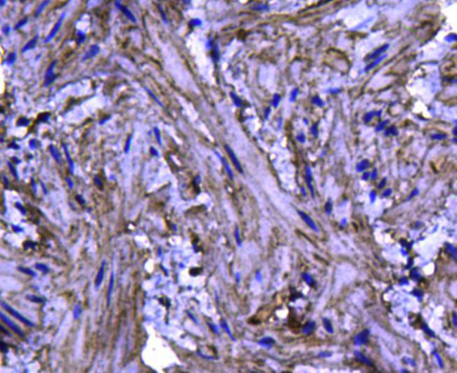 Caveolin 1 Antibody in Immunohistochemistry (Paraffin) (IHC (P))