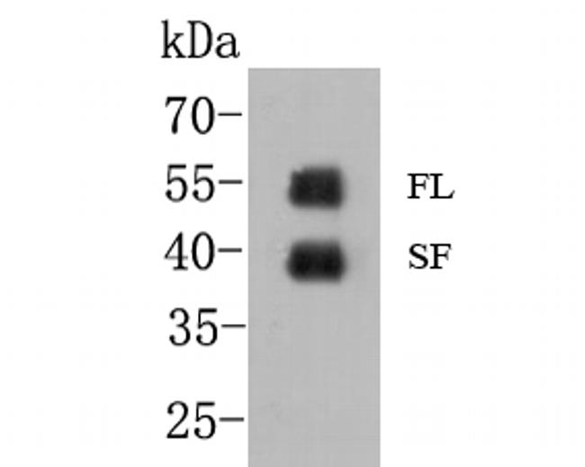 GATA3 Antibody in Western Blot (WB)