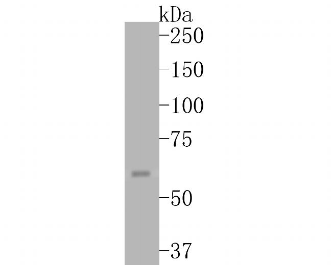 COX2 Antibody in Western Blot (WB)