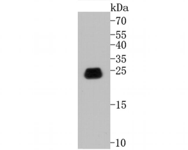 Caveolin 1 Antibody in Western Blot (WB)