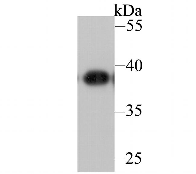 APE1 Antibody in Western Blot (WB)