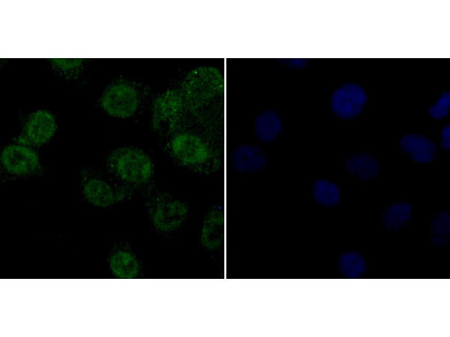 APE1 Antibody in Immunocytochemistry (ICC/IF)