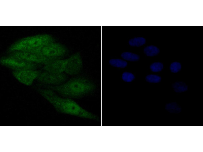 APE1 Antibody in Immunocytochemistry (ICC/IF)