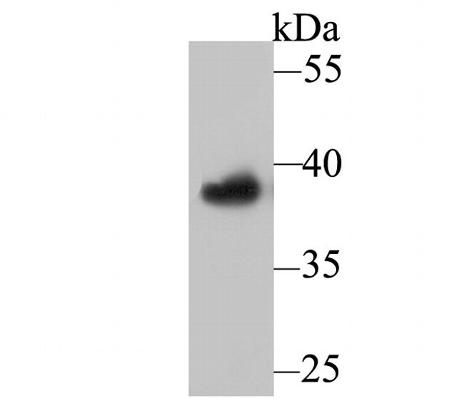 APE1 Antibody in Western Blot (WB)