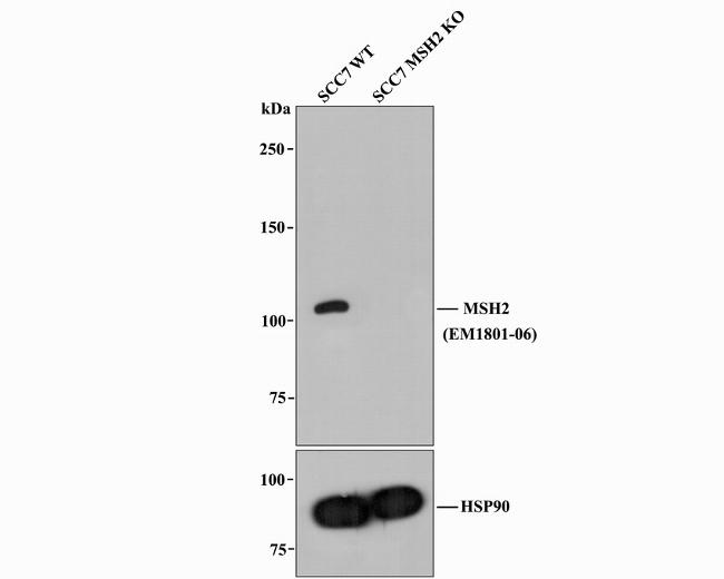 MSH2 Antibody in Western Blot (WB)