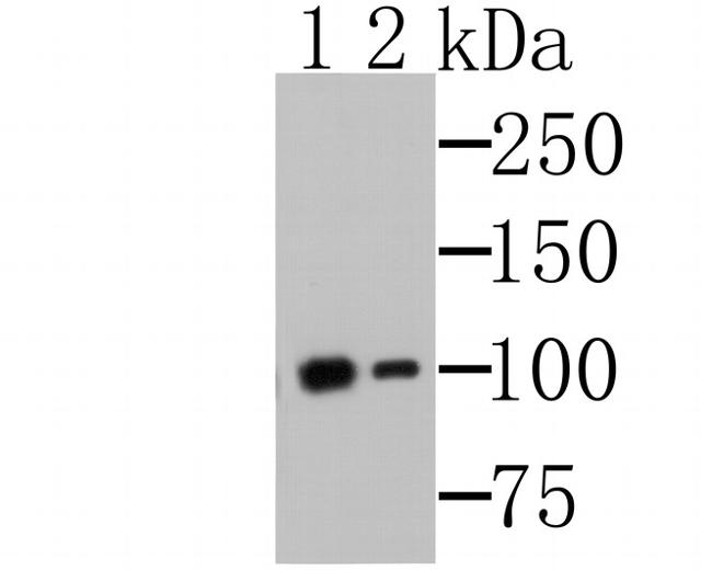 MSH2 Antibody in Western Blot (WB)