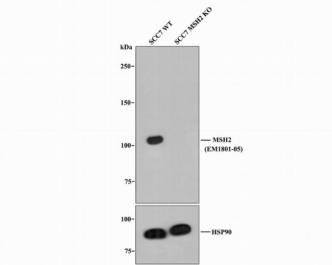 MSH2 Antibody in Western Blot (WB)