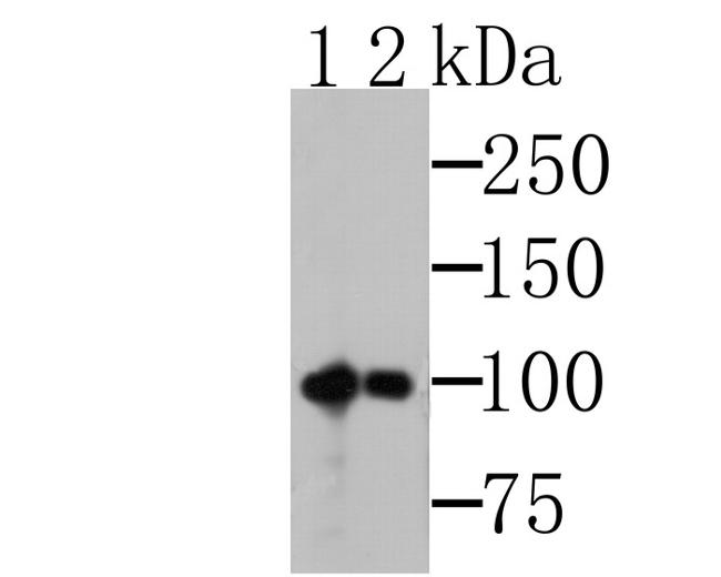 MSH2 Antibody in Western Blot (WB)