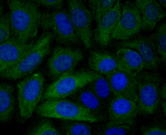 PGF Antibody in Immunocytochemistry (ICC/IF)