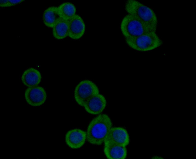 PGF Antibody in Immunocytochemistry (ICC/IF)