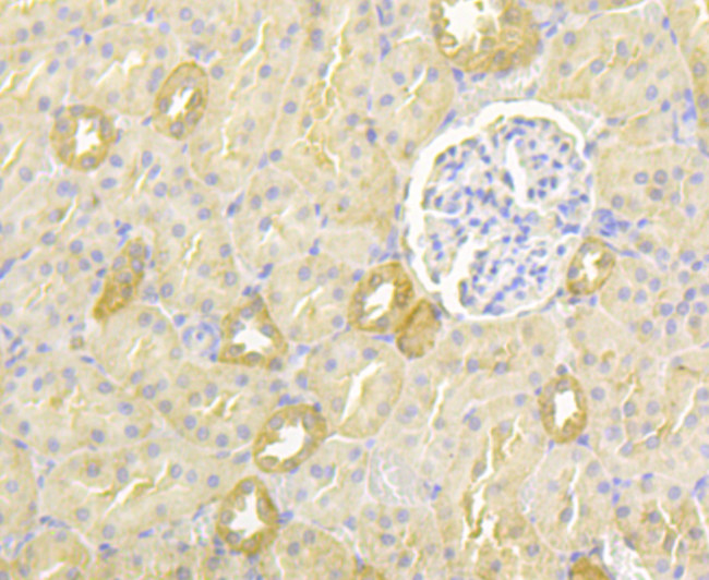 PGF Antibody in Immunohistochemistry (Paraffin) (IHC (P))