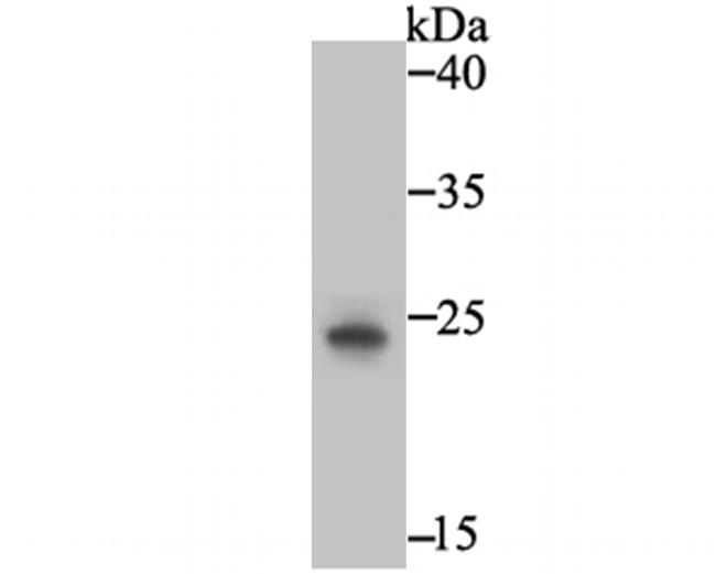 PGF Antibody in Western Blot (WB)