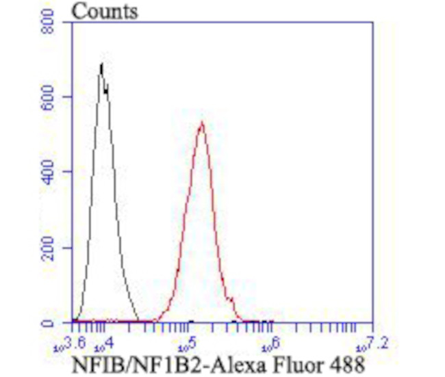 NFIB Antibody in Flow Cytometry (Flow)