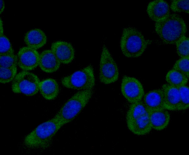 PGF Antibody in Immunocytochemistry (ICC/IF)