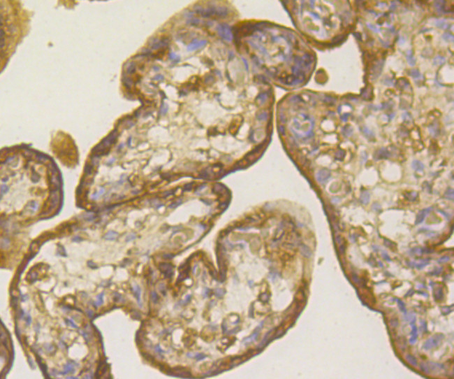 PGF Antibody in Immunohistochemistry (Paraffin) (IHC (P))