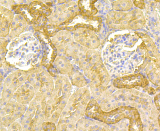 PGF Antibody in Immunohistochemistry (Paraffin) (IHC (P))