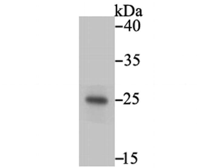 PGF Antibody in Western Blot (WB)