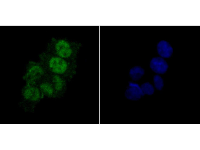 PTBP1 Antibody in Immunocytochemistry (ICC/IF)