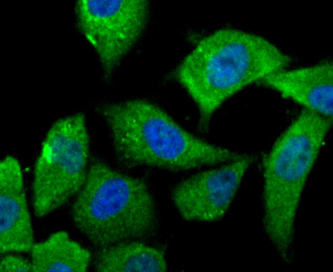 IL-6 Antibody in Immunocytochemistry (ICC/IF)