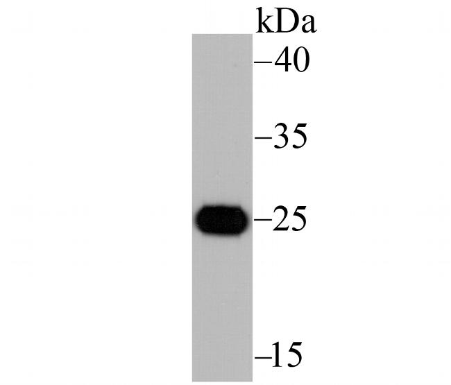 IL-6 Antibody in Western Blot (WB)