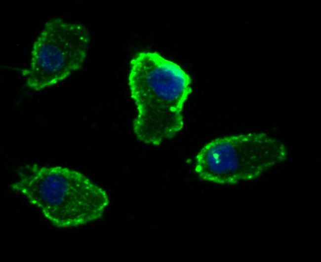 OX40 (CD134) Antibody in Immunocytochemistry (ICC/IF)