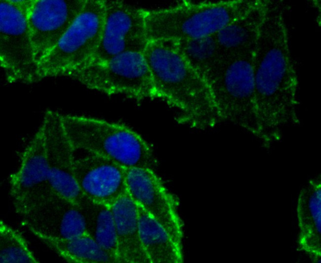 OX40 (CD134) Antibody in Immunocytochemistry (ICC/IF)