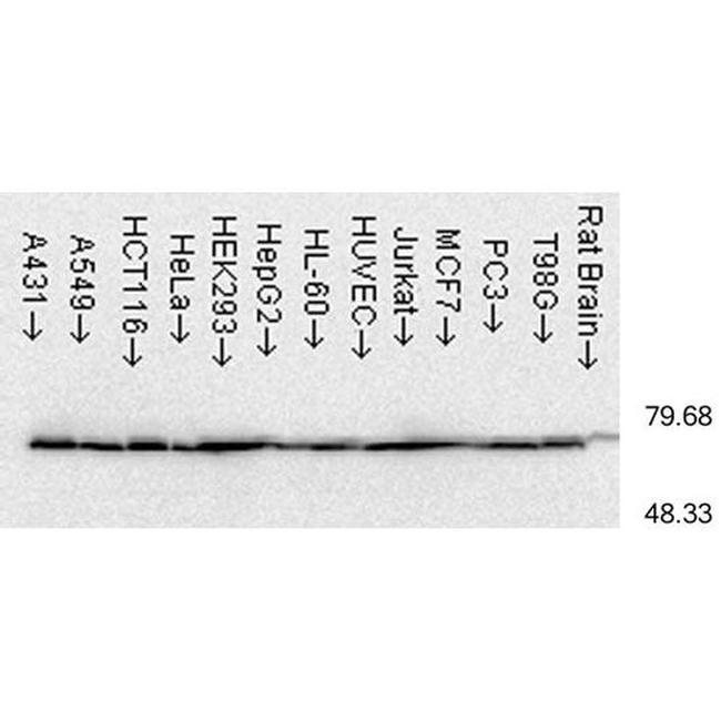 HSP70 Antibody in Western Blot (WB)