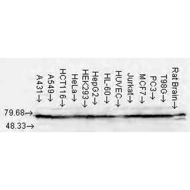 HSP70/HSC70 Antibody in Western Blot (WB)