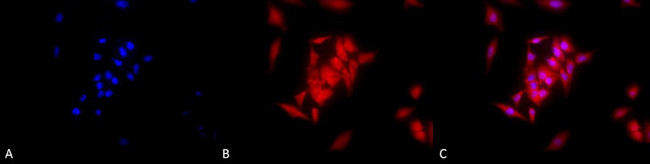 GRP94 Antibody in Immunocytochemistry (ICC/IF)