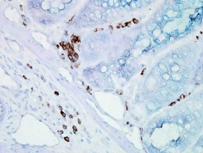 HSP70/HSC70 Antibody in Immunohistochemistry (PFA fixed) (IHC (PFA))