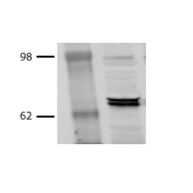 HSP70/HSC70 Antibody in Western Blot (WB)