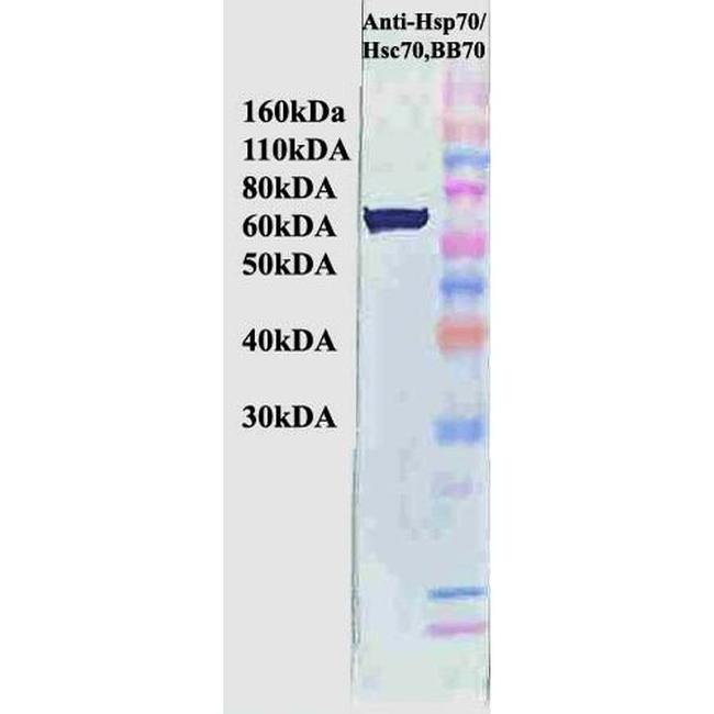 HSP70/HSC70 Antibody in Western Blot (WB)
